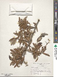 Quercus geminata image