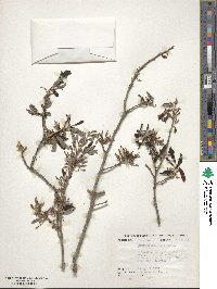 Quercus geminata image