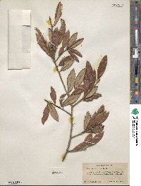 Quercus geminata image