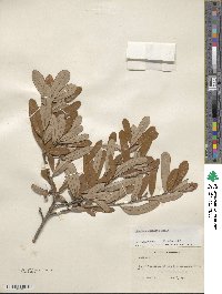 Quercus geminata image