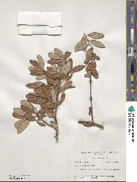 Quercus geminata image