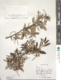 Quercus geminata image