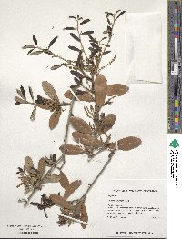 Quercus geminata image