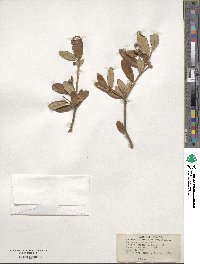 Quercus geminata image