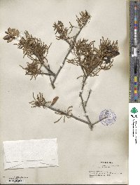 Quercus geminata image