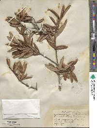 Quercus geminata image