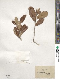 Quercus geminata image