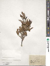 Quercus geminata image