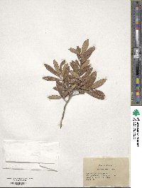 Quercus geminata image