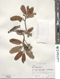 Quercus geminata image