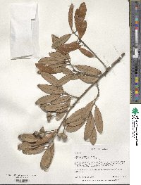 Quercus geminata image