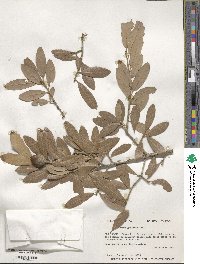 Quercus geminata image