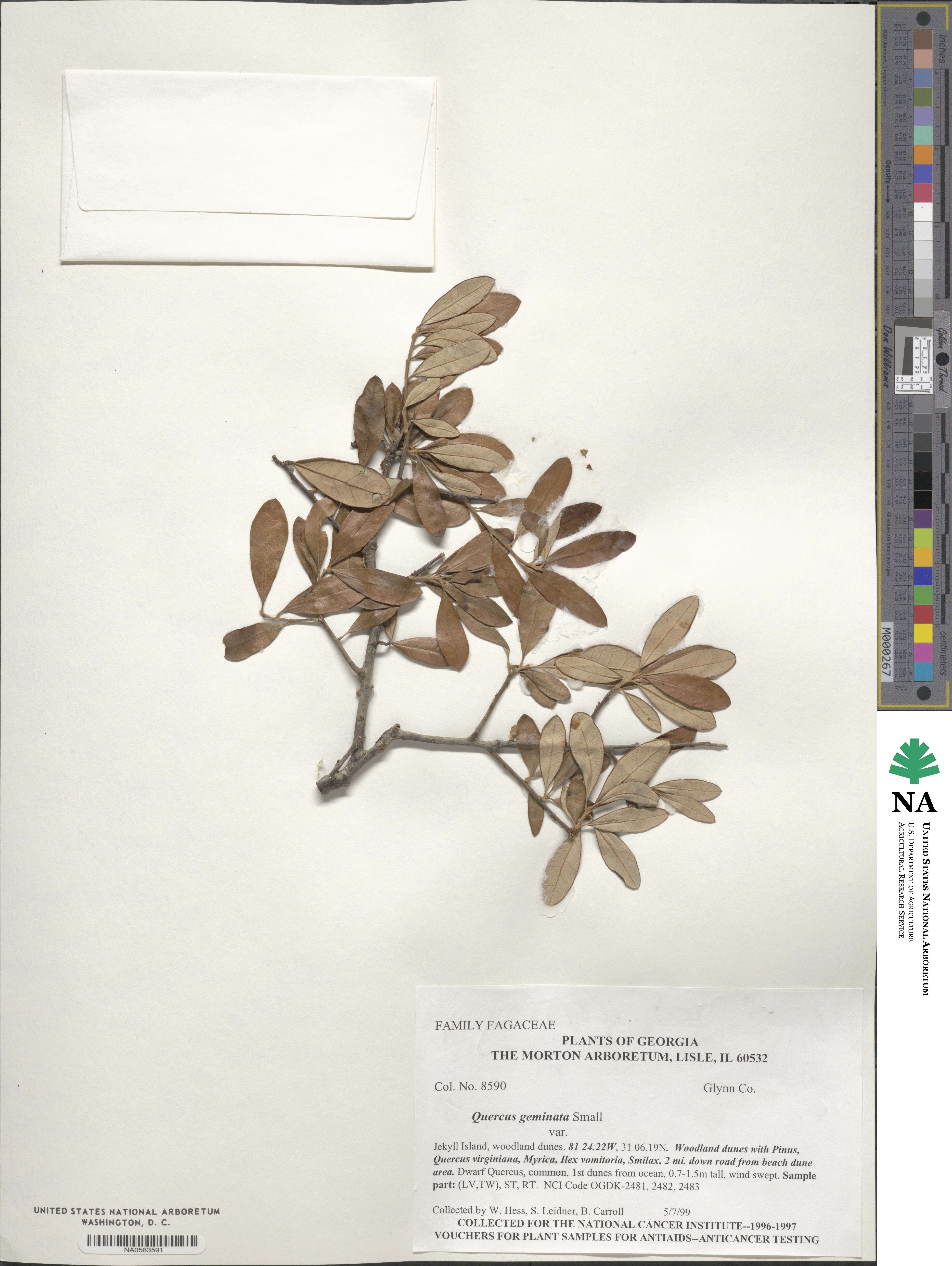 Quercus geminata image