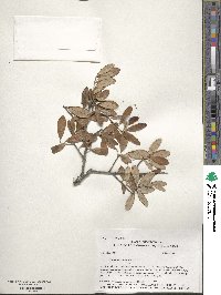 Quercus geminata image