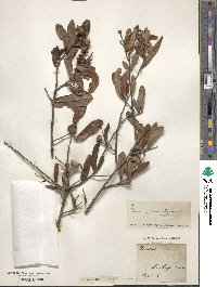 Quercus geminata image