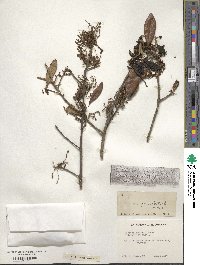 Quercus geminata image