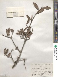 Quercus geminata image