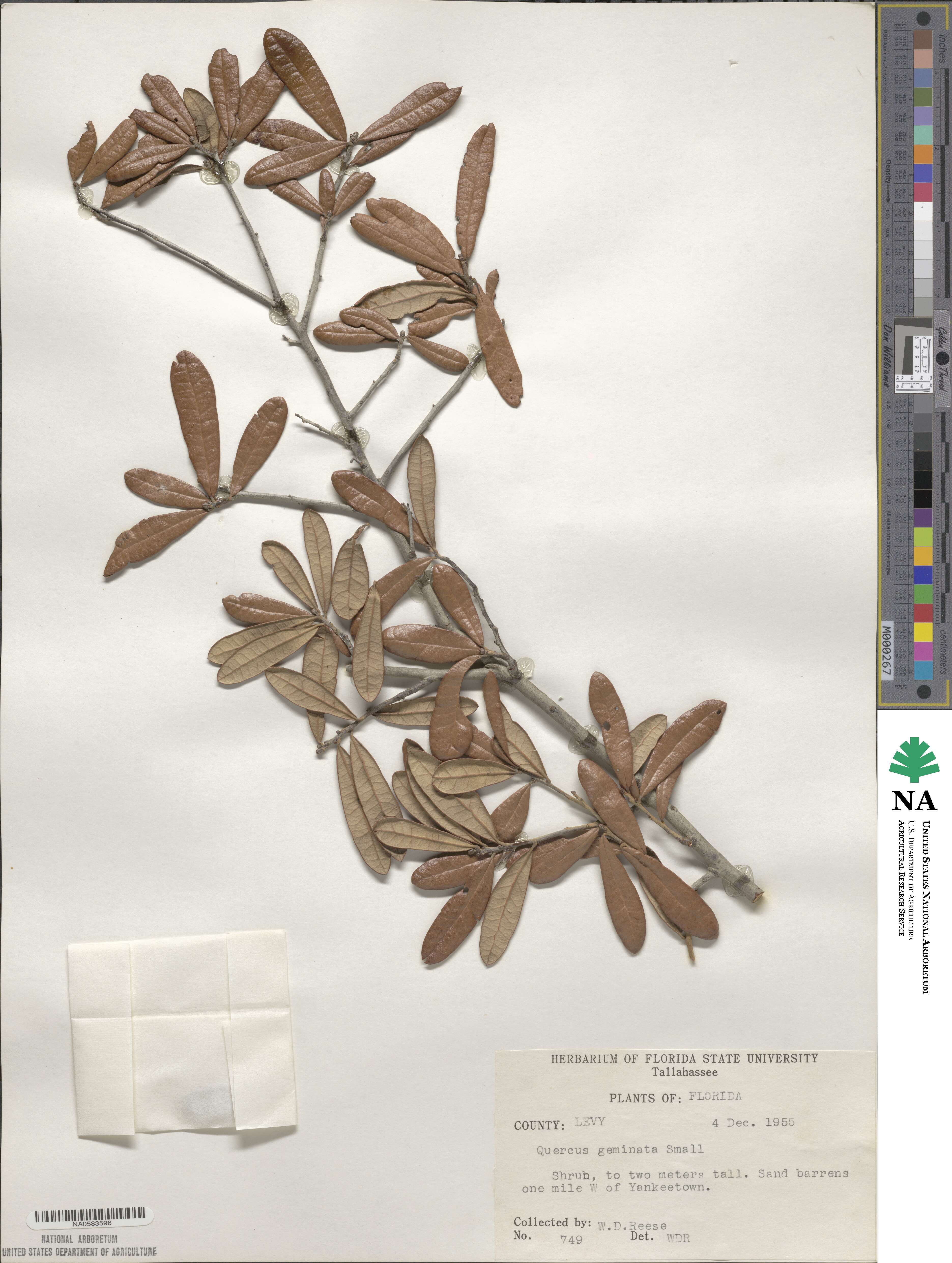 Quercus geminata image