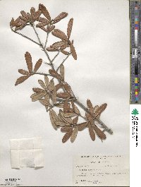 Quercus geminata image