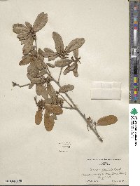 Quercus geminata image