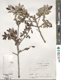 Quercus geminata image