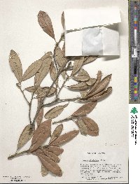 Quercus geminata image