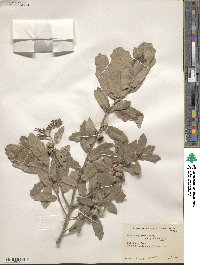 Quercus grisea image