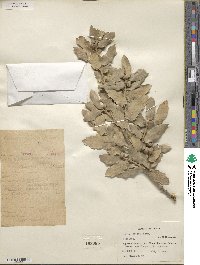 Quercus grisea image