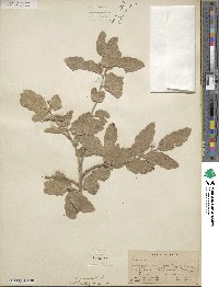 Quercus grisea image