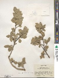 Quercus grisea image