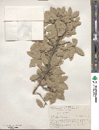 Quercus grisea image