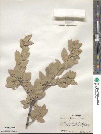 Quercus grisea image