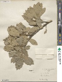 Quercus grisea image