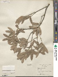 Quercus grisea image