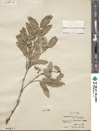 Quercus grisea image