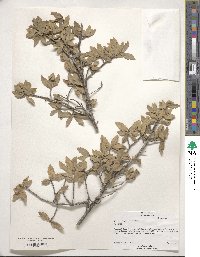 Quercus grisea image