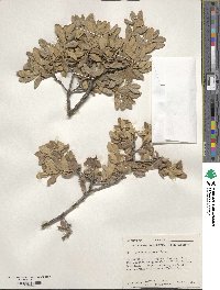 Quercus grisea image