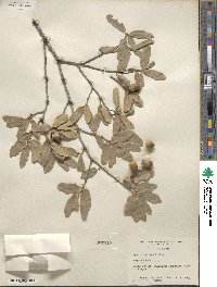 Quercus grisea image