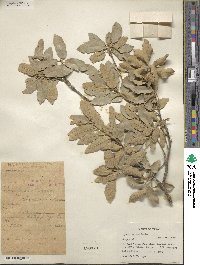 Quercus grisea image