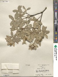 Quercus grisea image