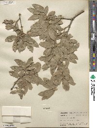 Quercus grisea image