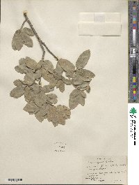 Quercus grisea image