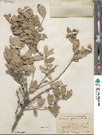 Quercus grisea image