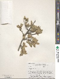 Quercus grisea image