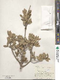 Quercus grisea image