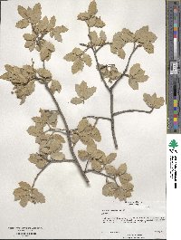 Quercus grisea image