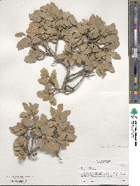 Quercus grisea image