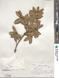 Quercus grisea image