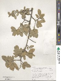 Quercus grisea image