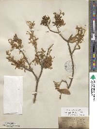 Quercus grisea image